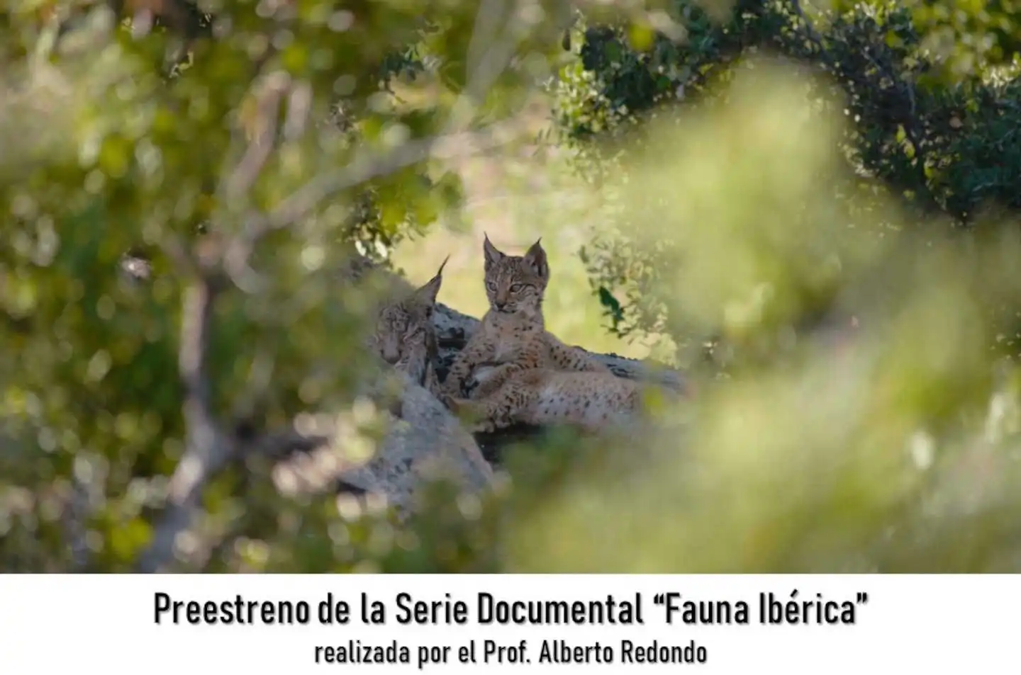 Preestreno Documental "Fauna Ibérica" en Somiedo