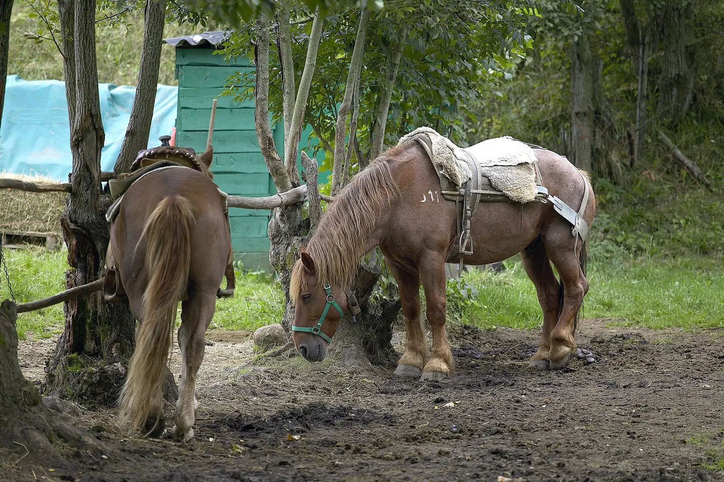 Caballos en Serenidad